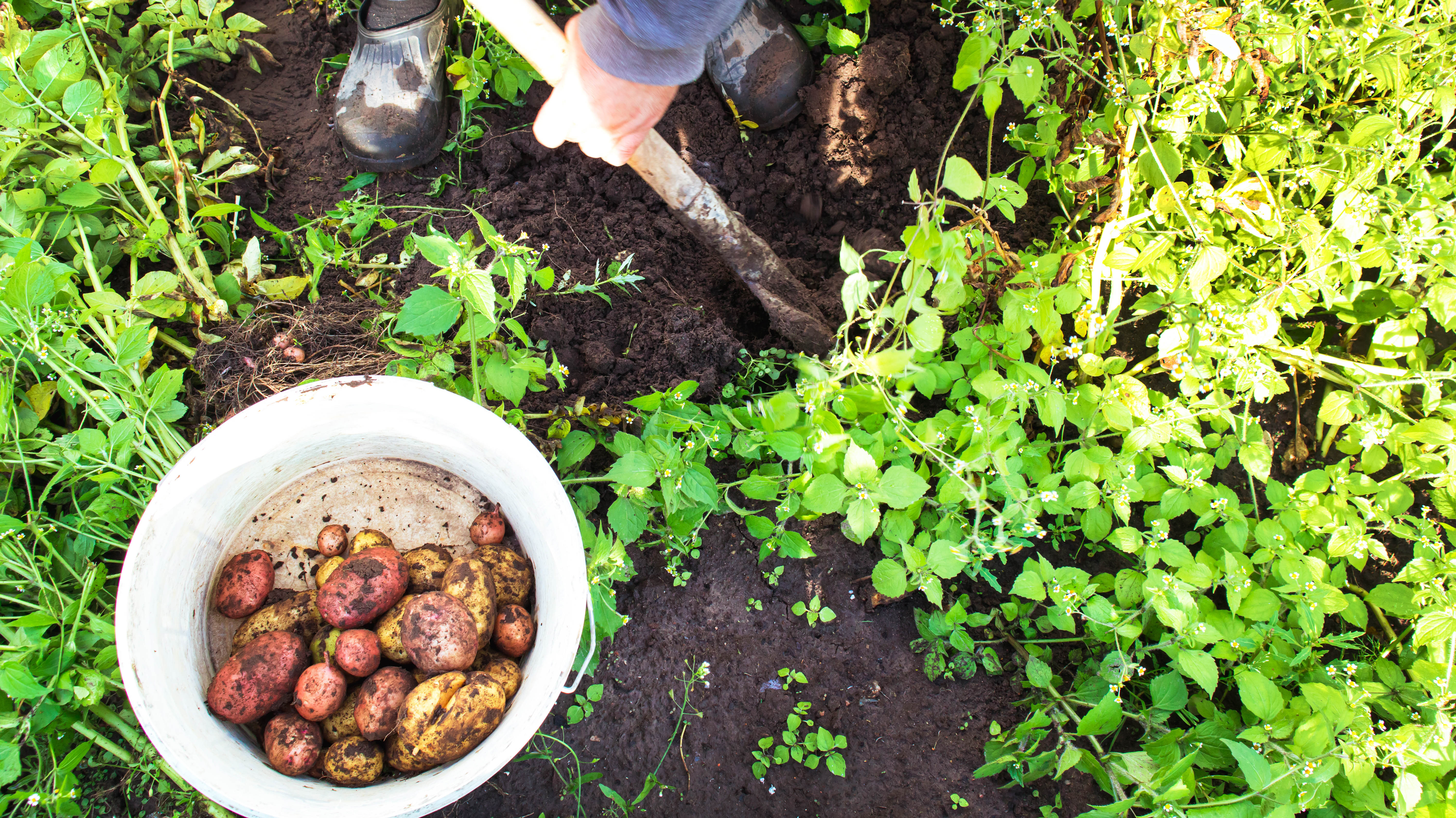 Patatesleri kürekle toplayan ve bir kovada toplayan biri