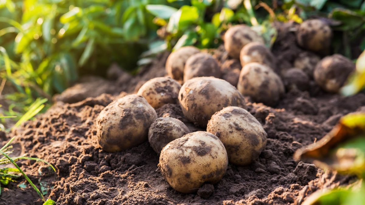 Patates nasıl ekilir ve ne zaman yapılır