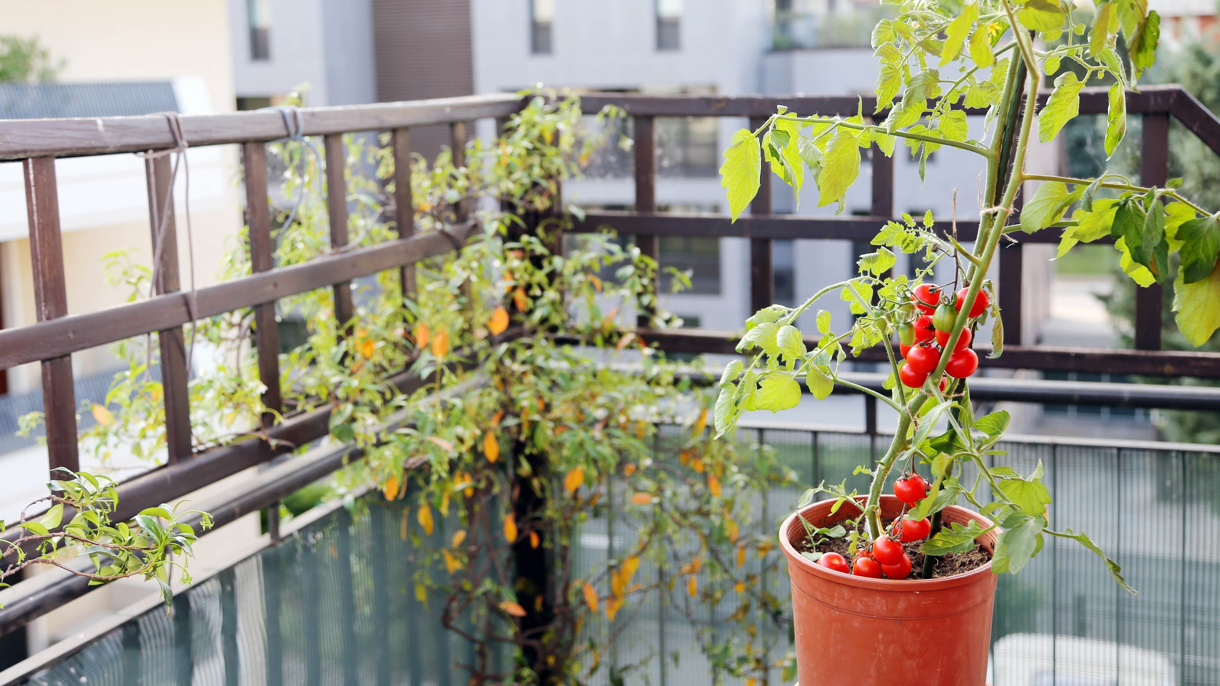 Balkonda domates bitkisi