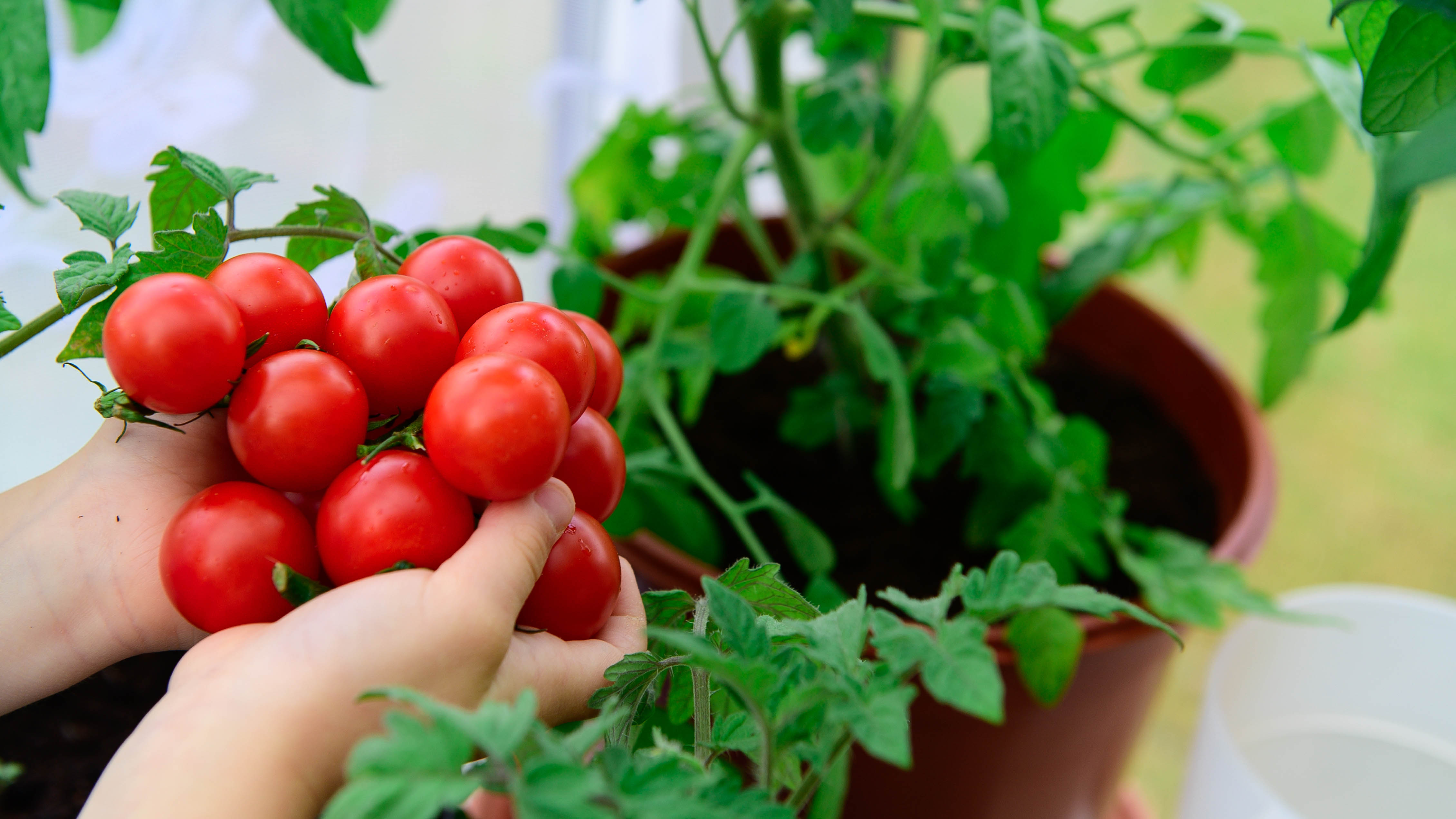 Evde yetiştirilen bir domates bitkisi tutmak