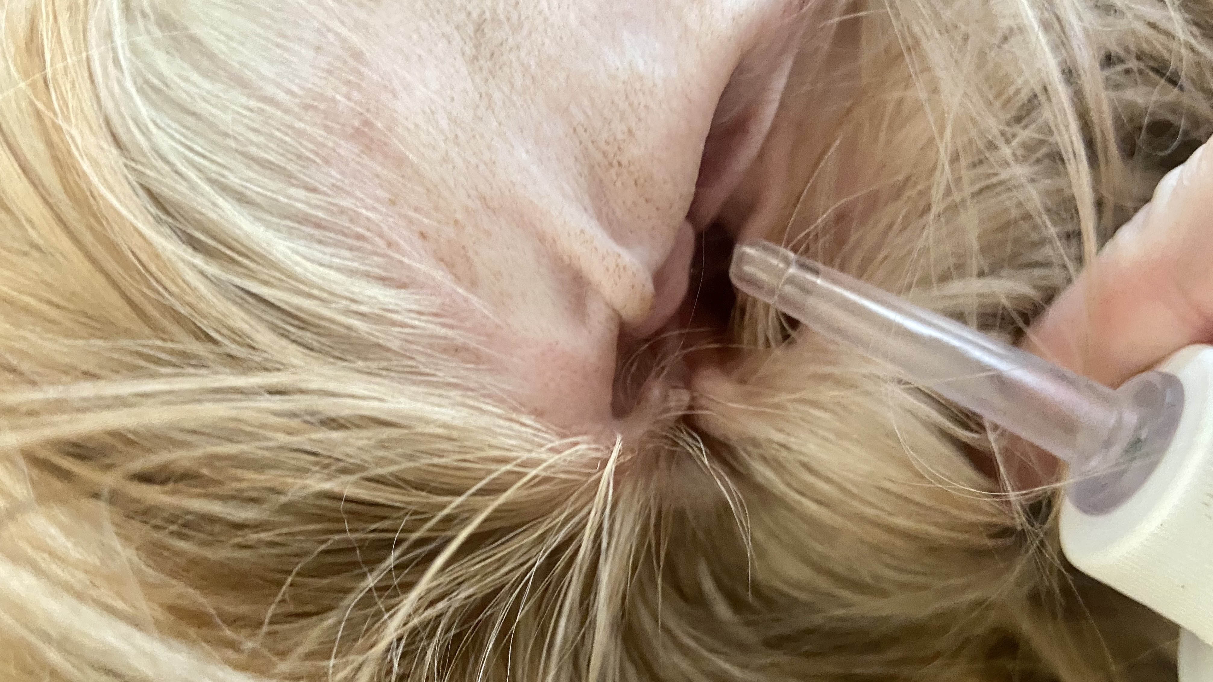 Bir köpeğin kulak kanalına uygulanan köpek kulak temizleme solüsyonu
