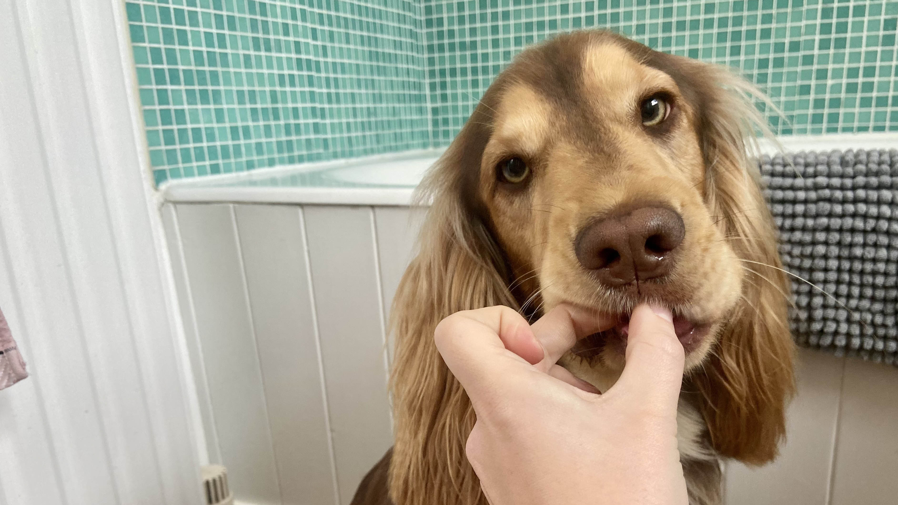 Kulakları temizlendikten sonra bir köpek mamasıyla besleniyor