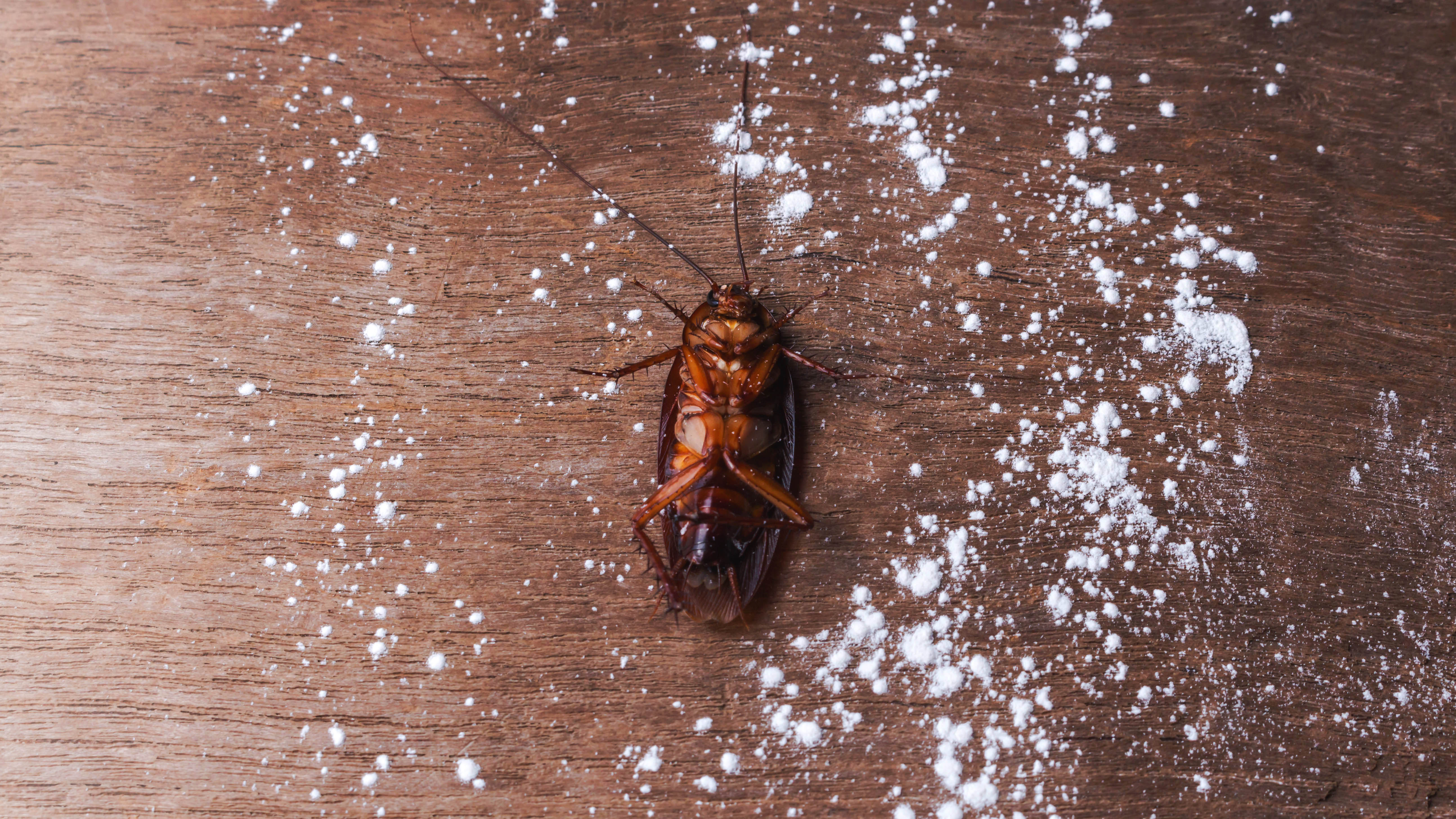 Böcek ilacından ölen bir hamamböceği