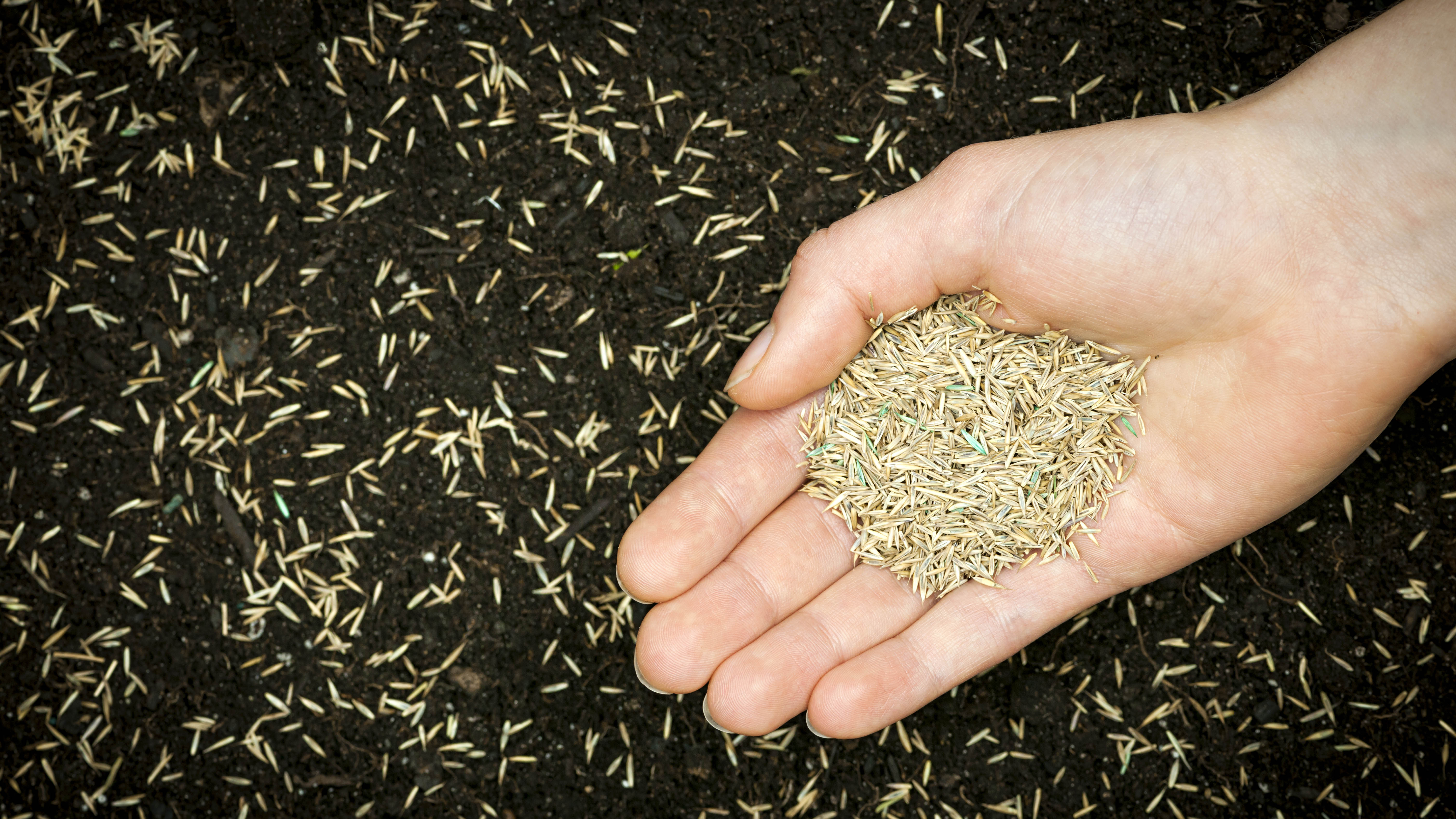 Çim tohumunu toprağa dağıtan bir el