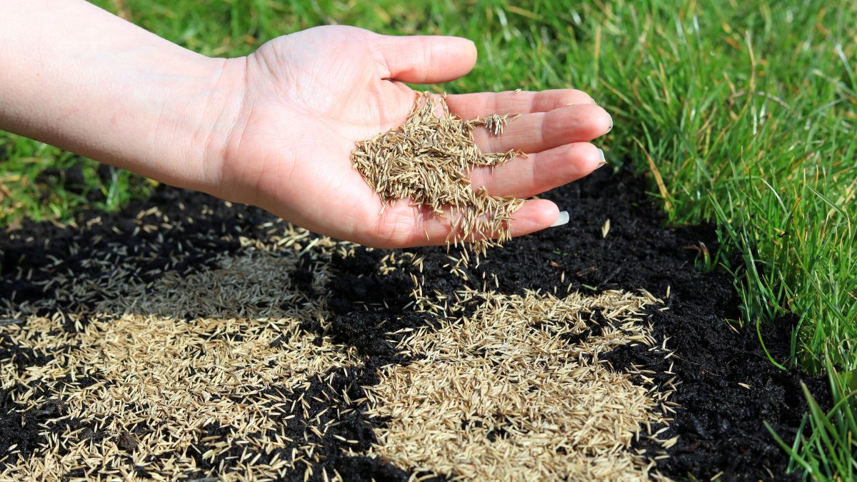 Çim tohumu nasıl ekilir ve daha yeşil bir bahçe elde edilir