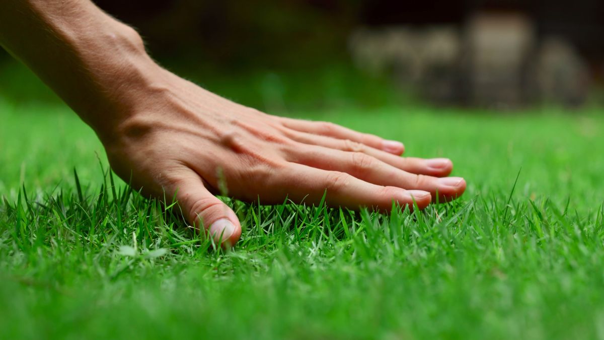 8 kolay adımda çimlerinizi nasıl daha yeşil hale getirirsiniz?
