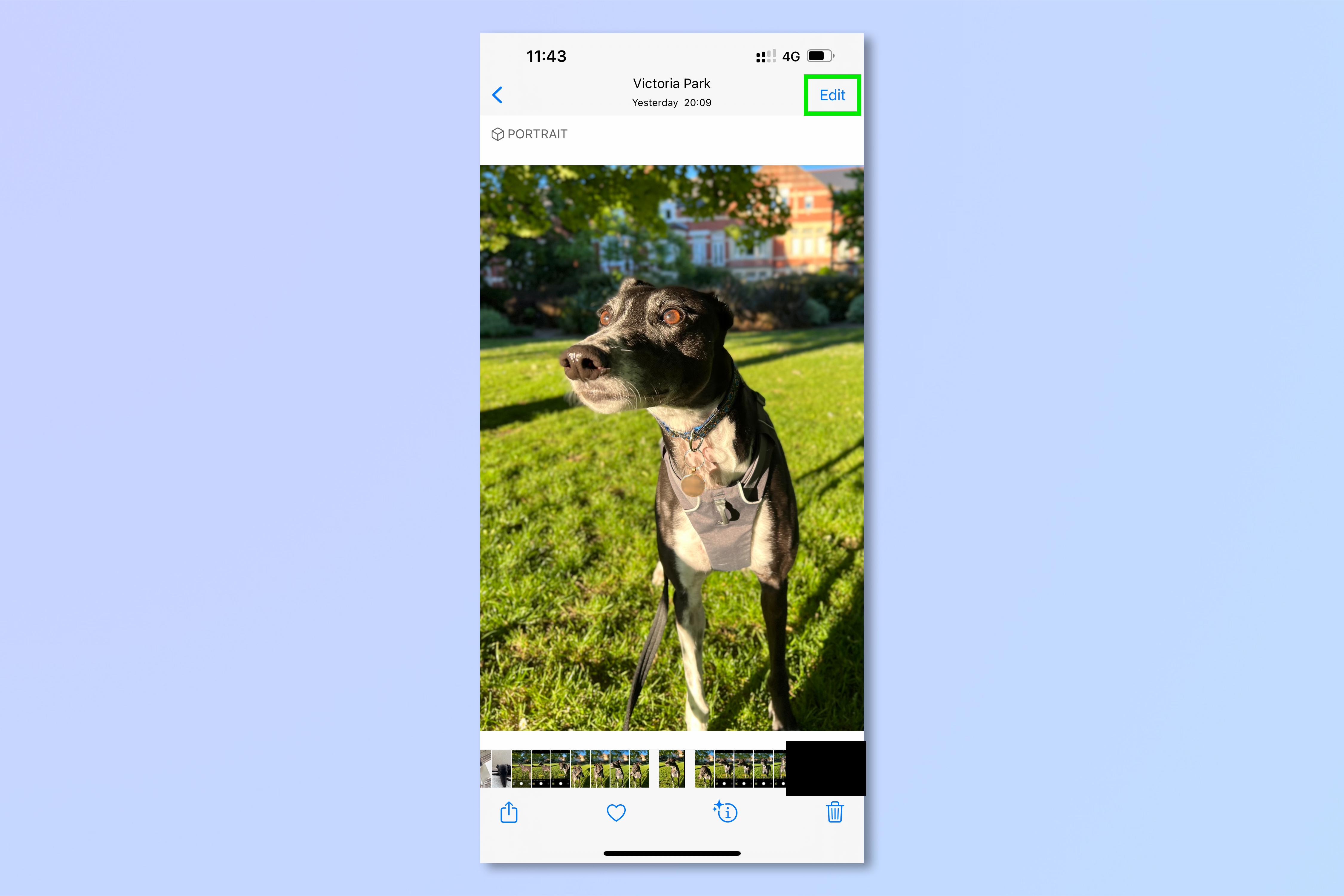 iPhone Fotoğrafları uygulamasında resmedilen ve iPhone fotoğraflarının arka planını bulanıklaştırmak için gereken adımları gösteren bir tazının iPhone ekran görüntüsü