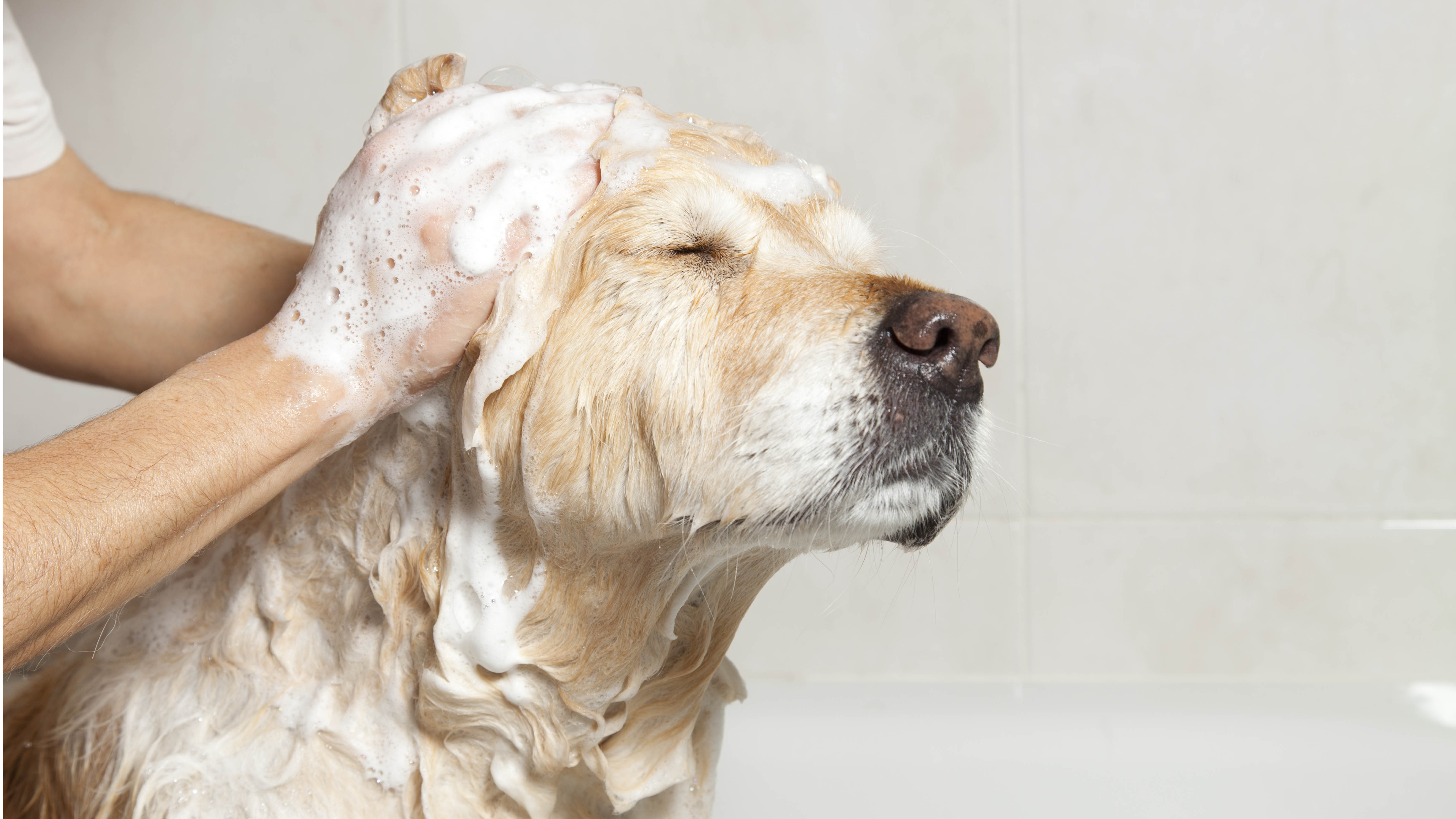 Sabunla banyo yapan bir köpek