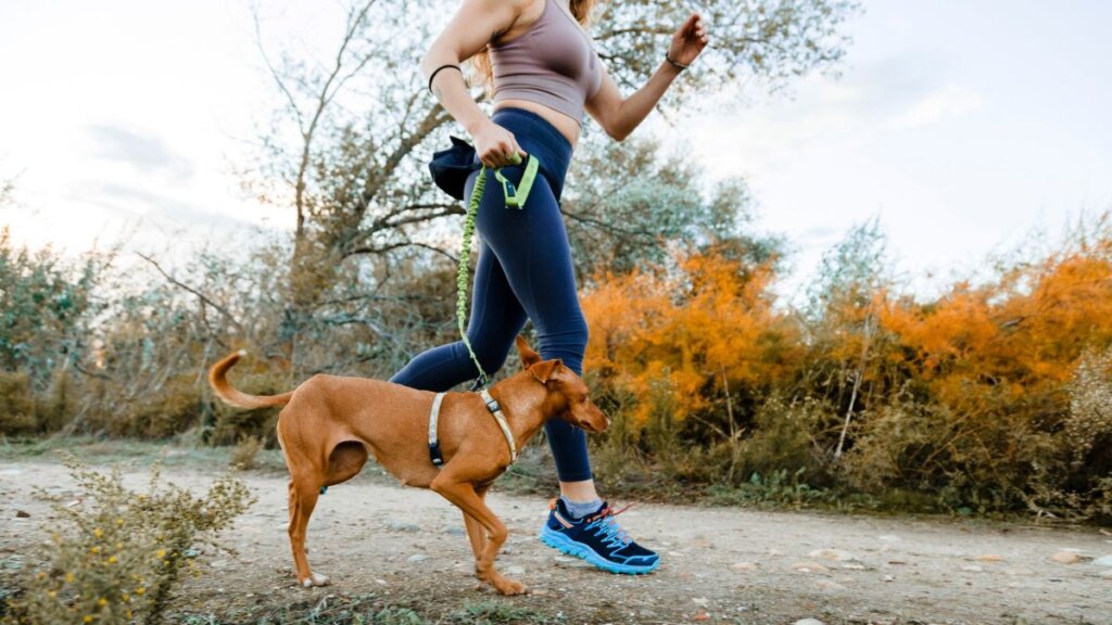 Köpeğinizle nasıl koşarsınız – işte bilmeniz gerekenler