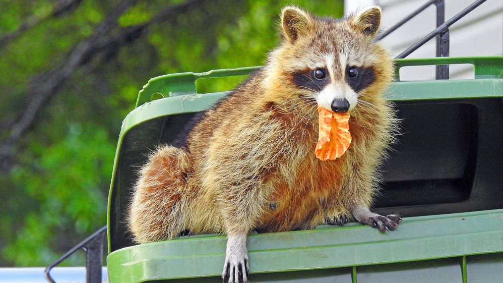 A raccoon emerging from a trash can with food in its mouth