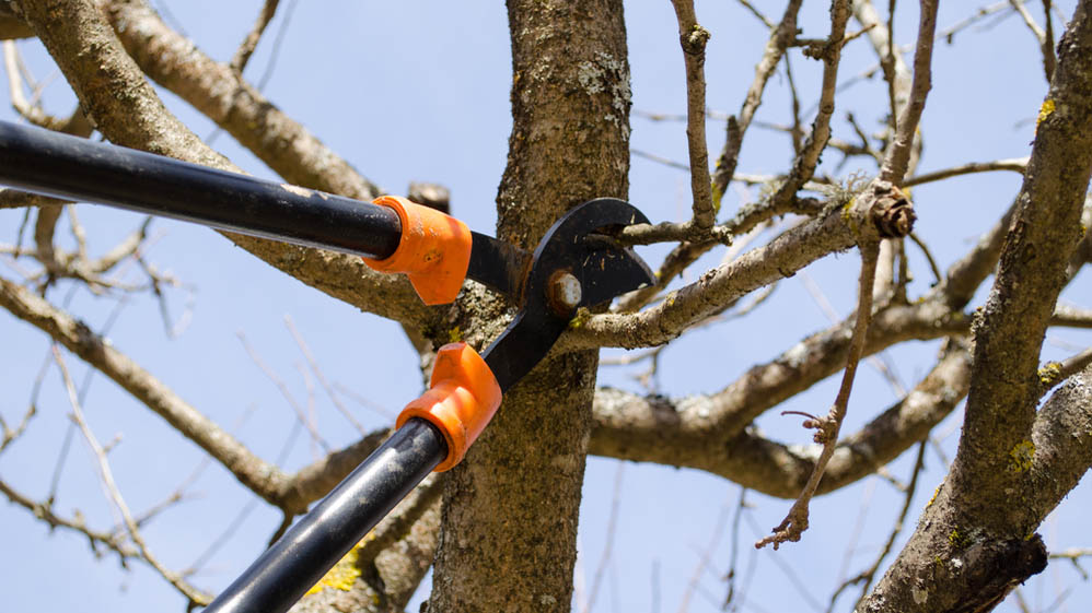 Bir ağaçtan bir dal kesmek için iki elli budama makası kullanan biri