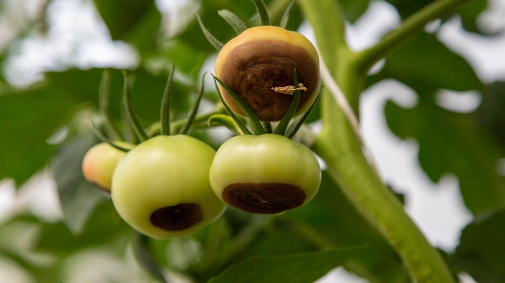 Bitki üzerinde domates çiçeği uç çürümesi