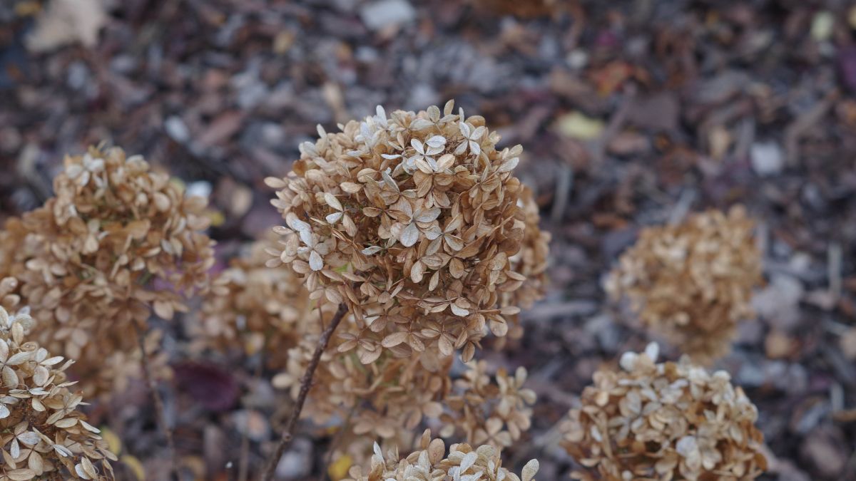 Wilted hydrangea flowers